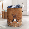 American Hairless Terrier - Rattan - LB