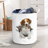 Kooikerhondje - Tornpaper - LB